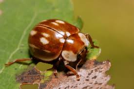 Attēlu rezultāti vaicājumam “Myzia oblongoguttata”