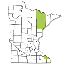 Attēlu rezultāti vaicājumam “Buxbaumia aphylla sporophyte”