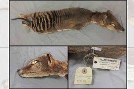 Attēlu rezultāti vaicājumam “Asaphidion pallipes”