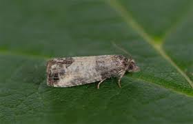 Attēlu rezultāti vaicājumam “Spilonota ocellana”