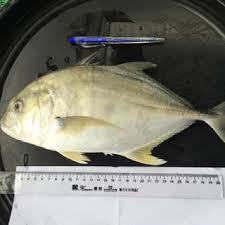 Image result for Caranx ignobilis