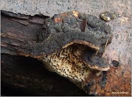 Attēlu rezultāti vaicājumam “Datronia mollis”