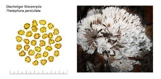 Attēlu rezultāti vaicājumam “Thelephora penicillata”