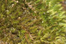 Attēlu rezultāti vaicājumam “Pseudoleskeella nervosa”