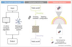 Attēlu rezultāti vaicājumam “Physarum melleum young”