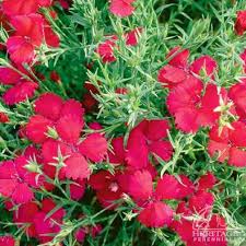 Attēlu rezultāti vaicājumam “Dianthus deltoides flower”