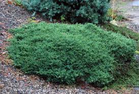 Attēlu rezultāti vaicājumam “Juniperus chinensis”