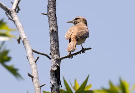 Image result for Cercotrichas galactotes