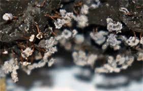 Attēlu rezultāti vaicājumam “Physarum pezizoideum spores”