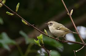 Image result for Phylloscopus humei