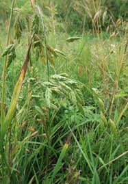 Attēlu rezultāti vaicājumam “Bromus secalinus”