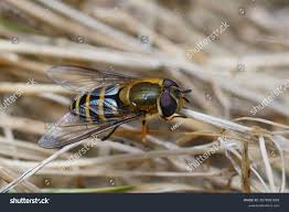 Attēlu rezultāti vaicājumam “Syrphus torvus”