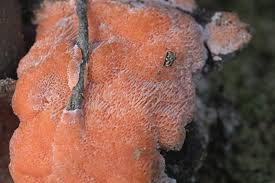 Attēlu rezultāti vaicājumam “Rhodonia placenta”