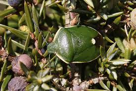 Attēlu rezultāti vaicājumam “Chlorochroa juniperina”