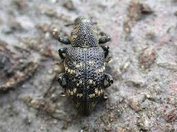 Attēlu rezultāti vaicājumam “Hylobius abietis”