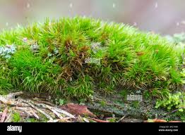 Attēlu rezultāti vaicājumam “Dicranum flagellare”