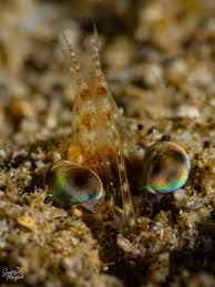 Attēlu rezultāti vaicājumam “Amaurochaete atra macro”