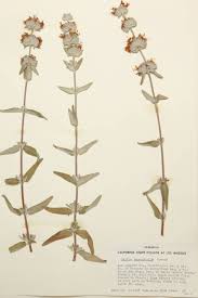 Attēlu rezultāti vaicājumam “Labiatae”