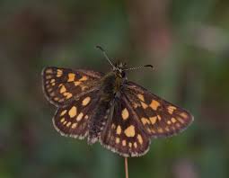 Attēlu rezultāti vaicājumam “Carterocephalus palaemon underside”