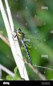 Attēlu rezultāti vaicājumam “Brachytron pratense”
