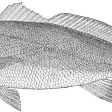 Image result for Argyrosomus japonicus