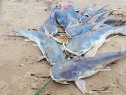 Image result for Bagre marinus