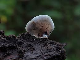 Attēlu rezultāti vaicājumam “Bjerkandera adusta”