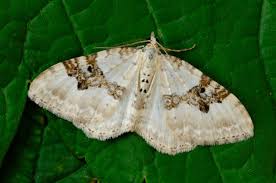 Attēlu rezultāti vaicājumam “Xanthorhoe montanata”