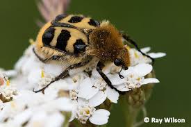 Attēlu rezultāti vaicājumam “Scarabaeidae”