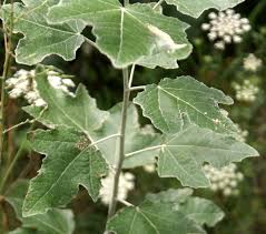 Attēlu rezultāti vaicājumam “Populus x berolinensis leaf”