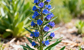Attēlu rezultāti vaicājumam “Echium vulgare bud”