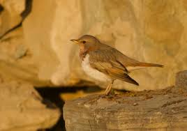 Image result for Turdus ruficollis