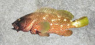 Image result for Epinephelus adscensionis