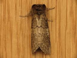 Attēlu rezultāti vaicājumam “Tethea or”