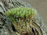 Attēlu rezultāti vaicājumam “Leucobryum glaucum”