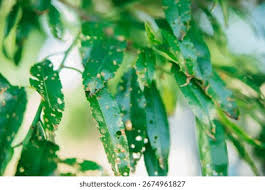 Attēlu rezultāti vaicājumam “Melanchra persicariae larva”