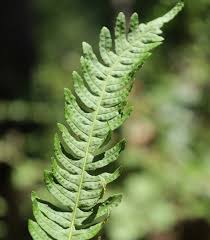 Attēlu rezultāti vaicājumam “Polypodium vulgare”