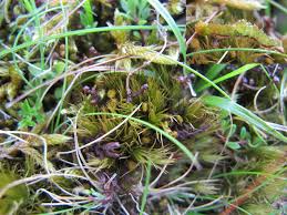 Attēlu rezultāti vaicājumam “Barbilophozia barbata”