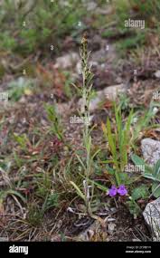 Attēlu rezultāti vaicājumam “Gnaphalium sylvaticum flower”