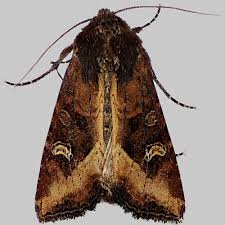 Attēlu rezultāti vaicājumam “Celaena leucostigma”