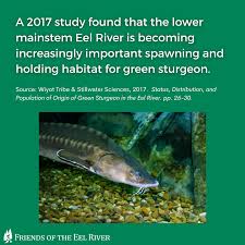 Image result for Acipenser medirostris