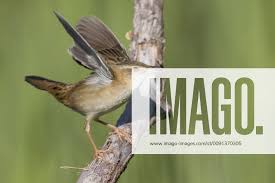 Image result for Locustella certhiola