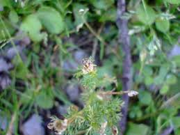 Attēlu rezultāti vaicājumam “Matricaria discoidea leaf”
