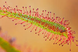 Attēlu rezultāti vaicājumam “Drosera rotundifolia leaf”