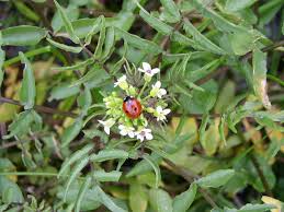 Image result for Rorippa nasturtium-aquaticum