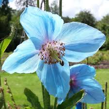 Image result for Scheinmohn blau
