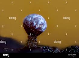 Attēlu rezultāti vaicājumam “Physarum bivalve young”