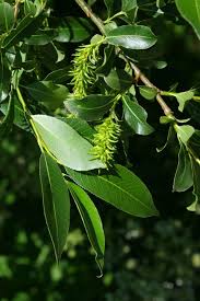 Attēlu rezultāti vaicājumam “Salix pentandra leaf”