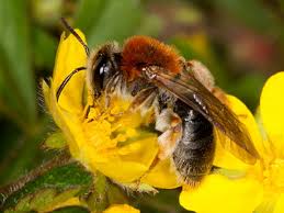 Attēlu rezultāti vaicājumam “Andrena haemorrhoa”