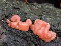 Attēlu rezultāti vaicājumam “Craterocolla cerasi”